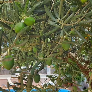 El Olivo , Ronda Espagne